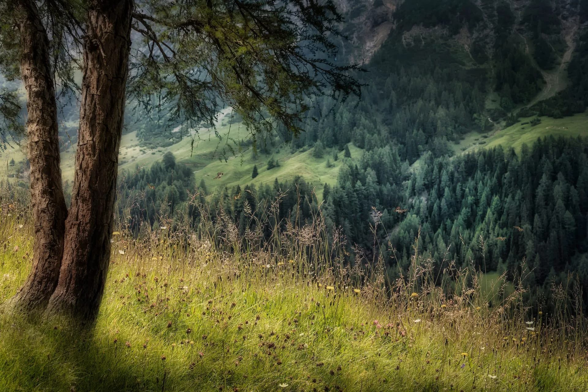 Grassy meadow foreground with tree trunks overlooking dense pine forest and green alpine slopes. Dolomites nature.