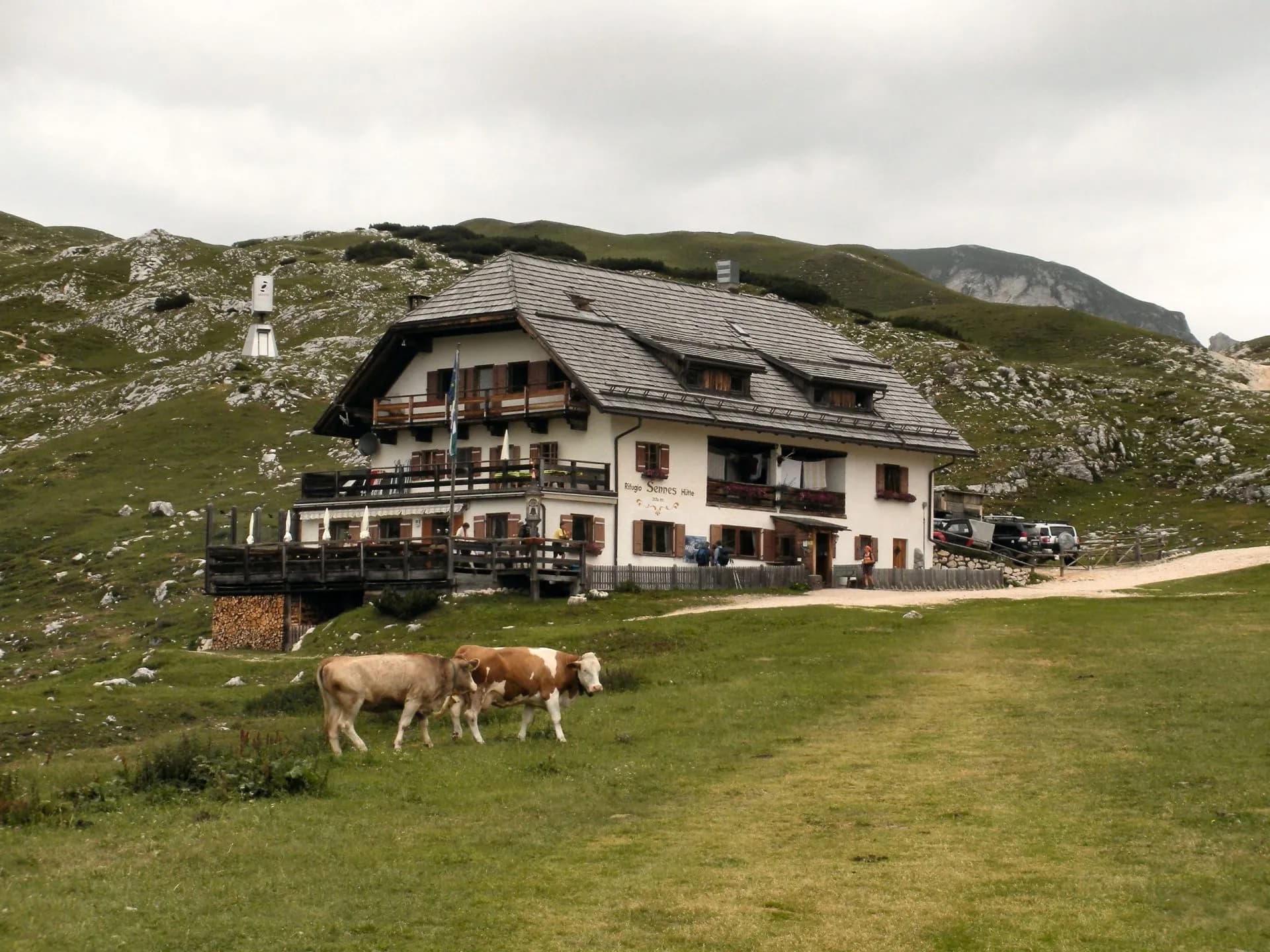 Two cows grazing in front of Rifugio Sennes Hütte with grassy alpine mountains under a cloudy sky.