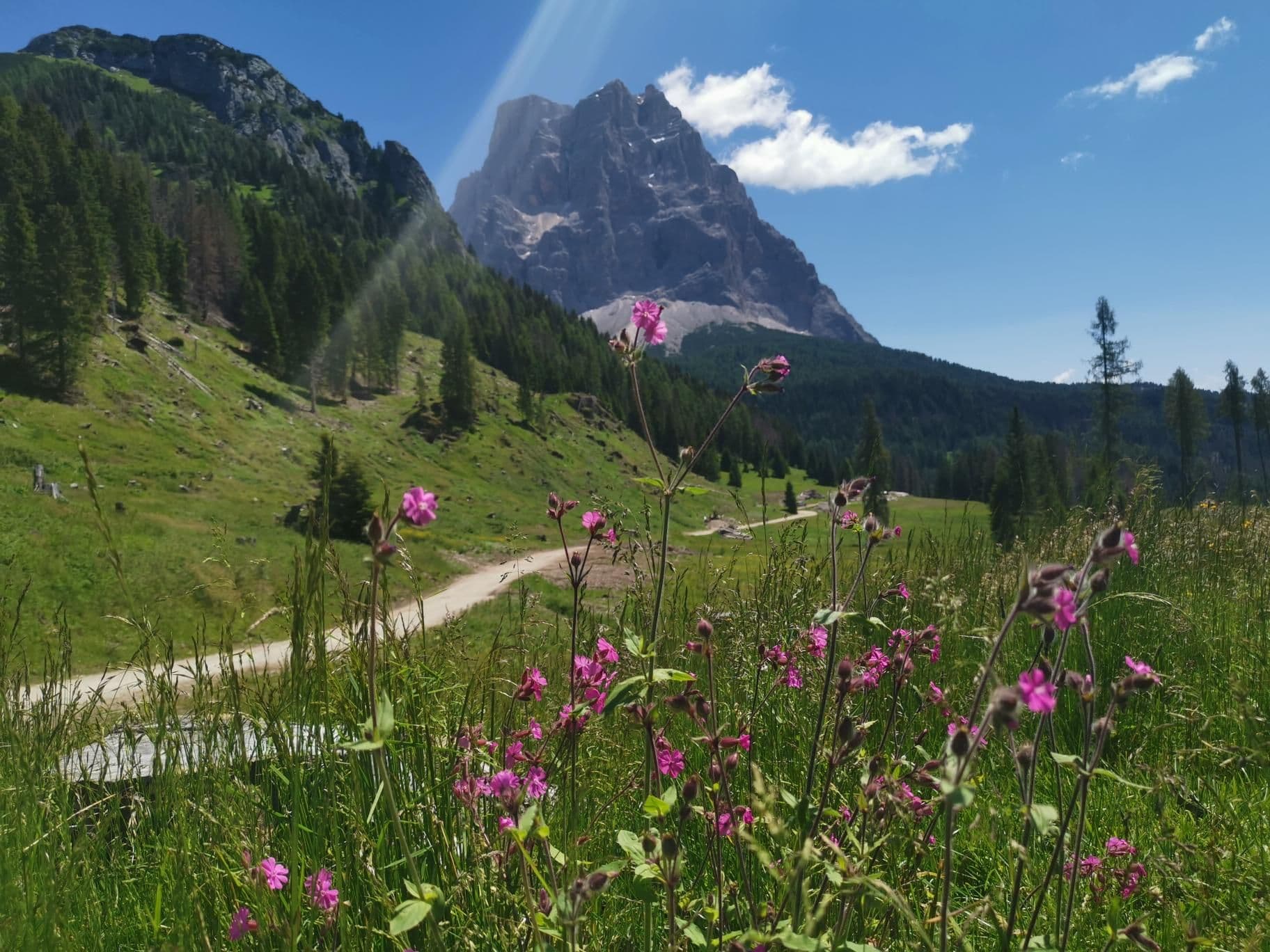 Pink wildflowers in a green mountain meadow with a dirt path and rocky peaks in the background.