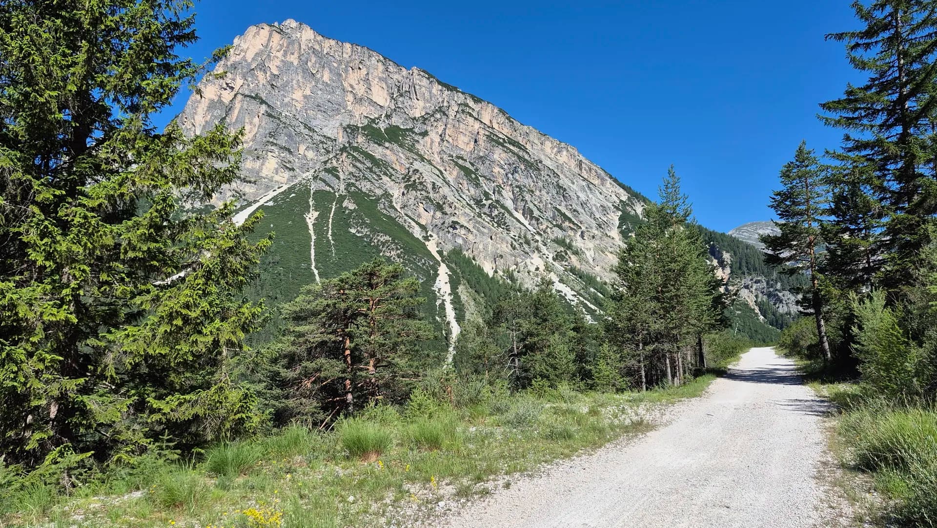 Gravel trail leading toward a large rocky mountain peak in the Dolomites surrounded by pine forest.
