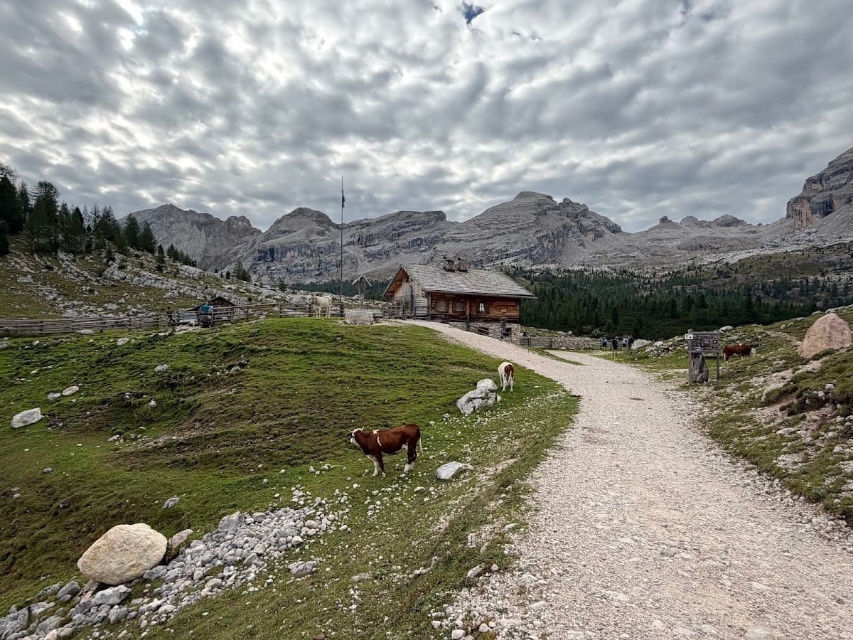 Wooden alpine cabin and cows on a grassy trail with rocky mountain peaks under a cloudy sky