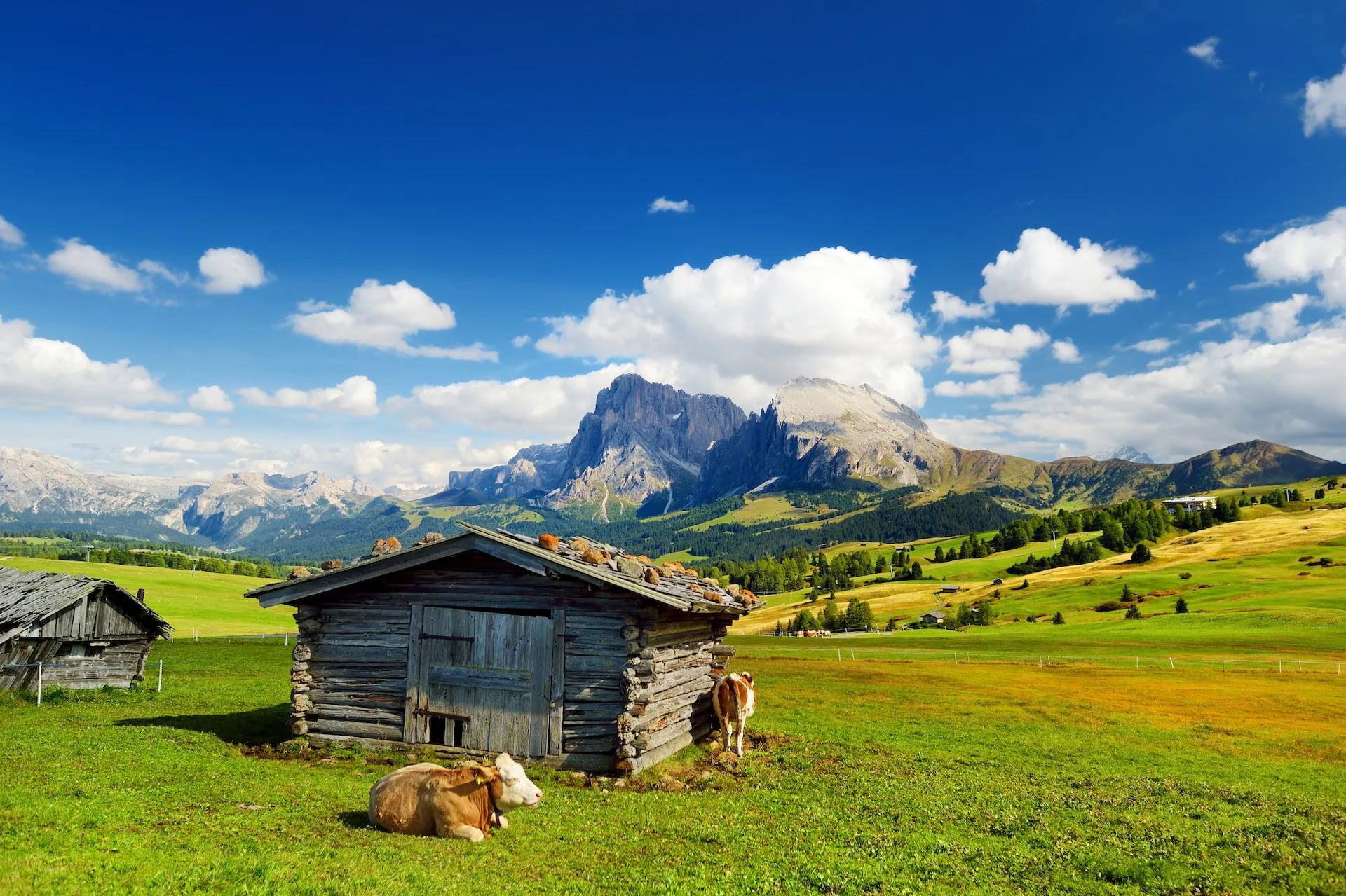 Cows grazing near wooden hut on Seiser Alm with dramatic mountain backdrop.