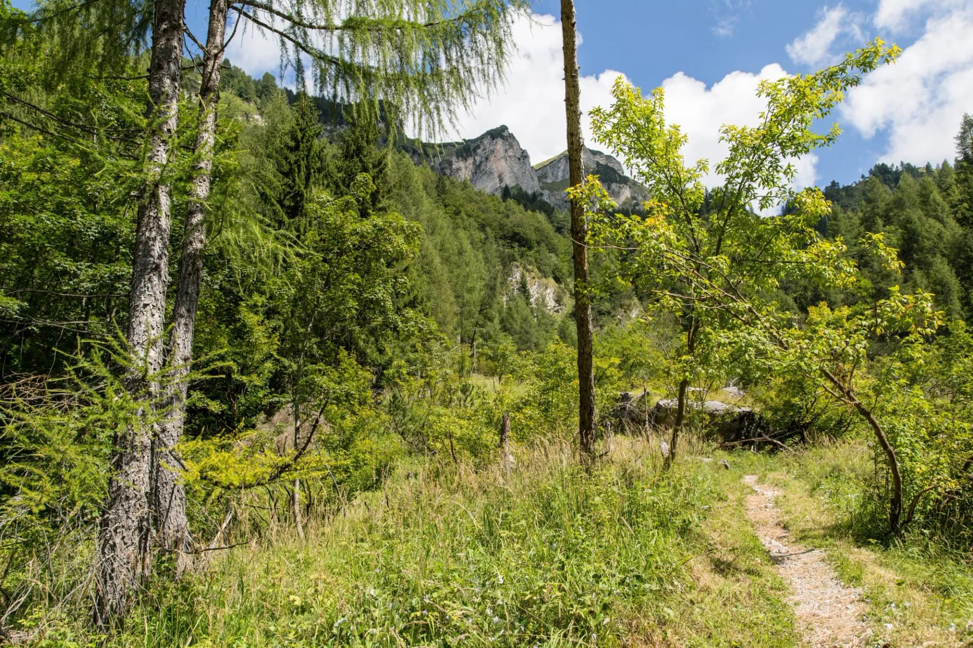 Mountain path above Furio Bianchet refuge in Vescova valley, Dolomites, with lush summer foliage.