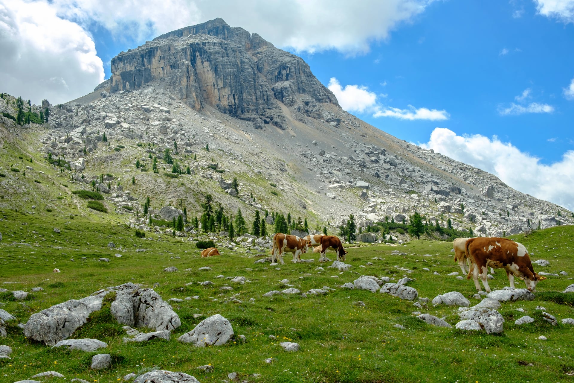 Berg mit Kühen auf dem Dolomiten Höhenweg 1, Alta Via 1, Italien