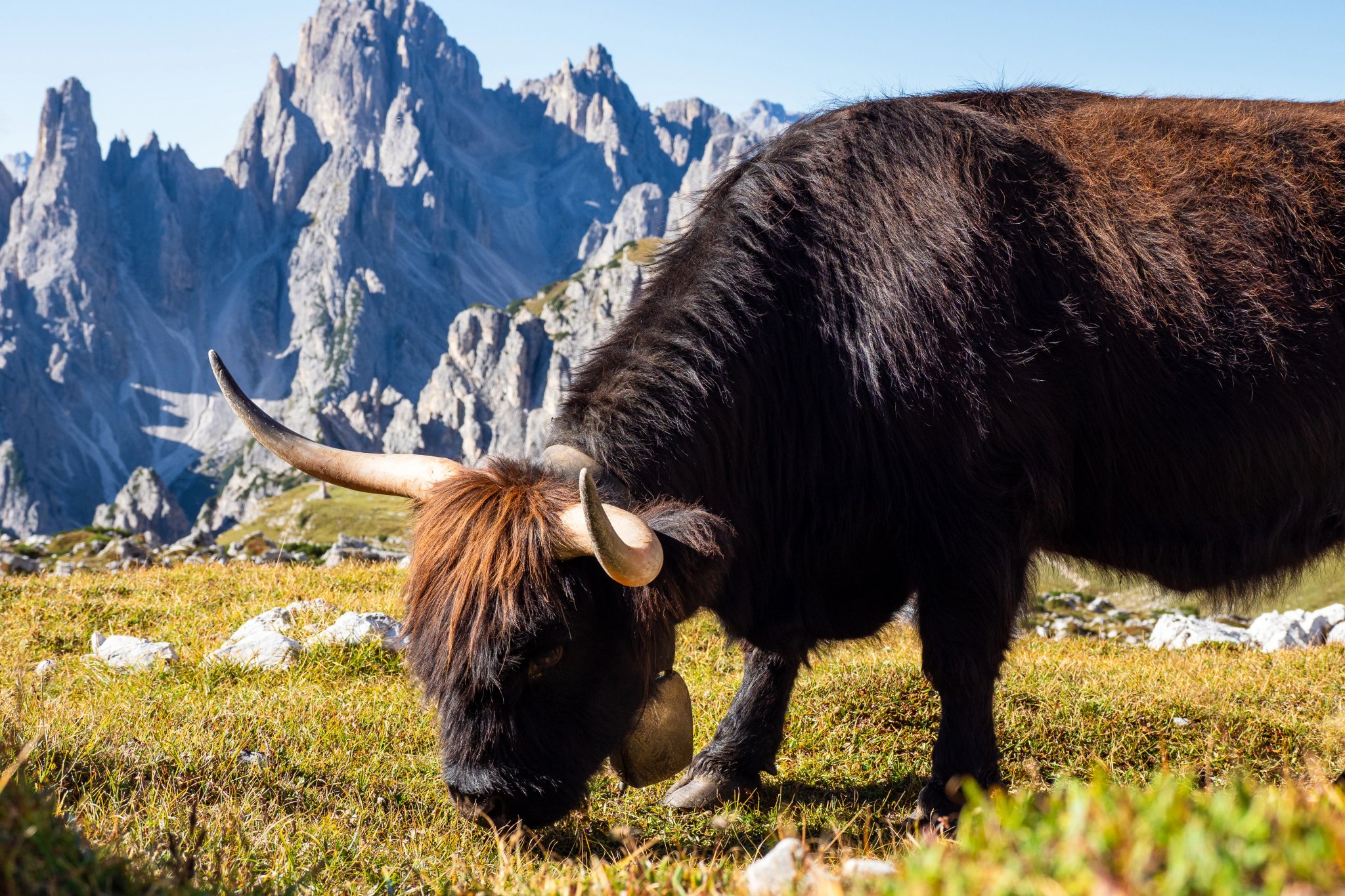 Long horn cattle in the dolomite mountains Italy - Long haired beautiful cow grazing in the mountains of the Dolomites