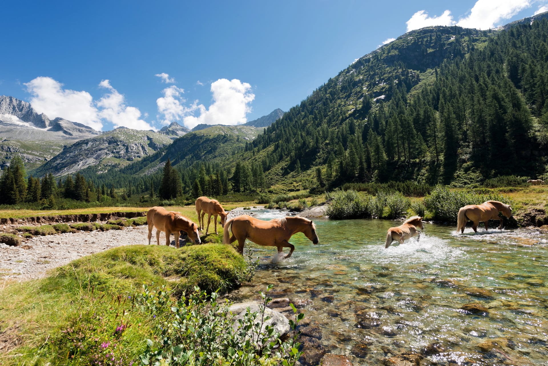 Heste i Nationalparken Adamello Brenta - Italien