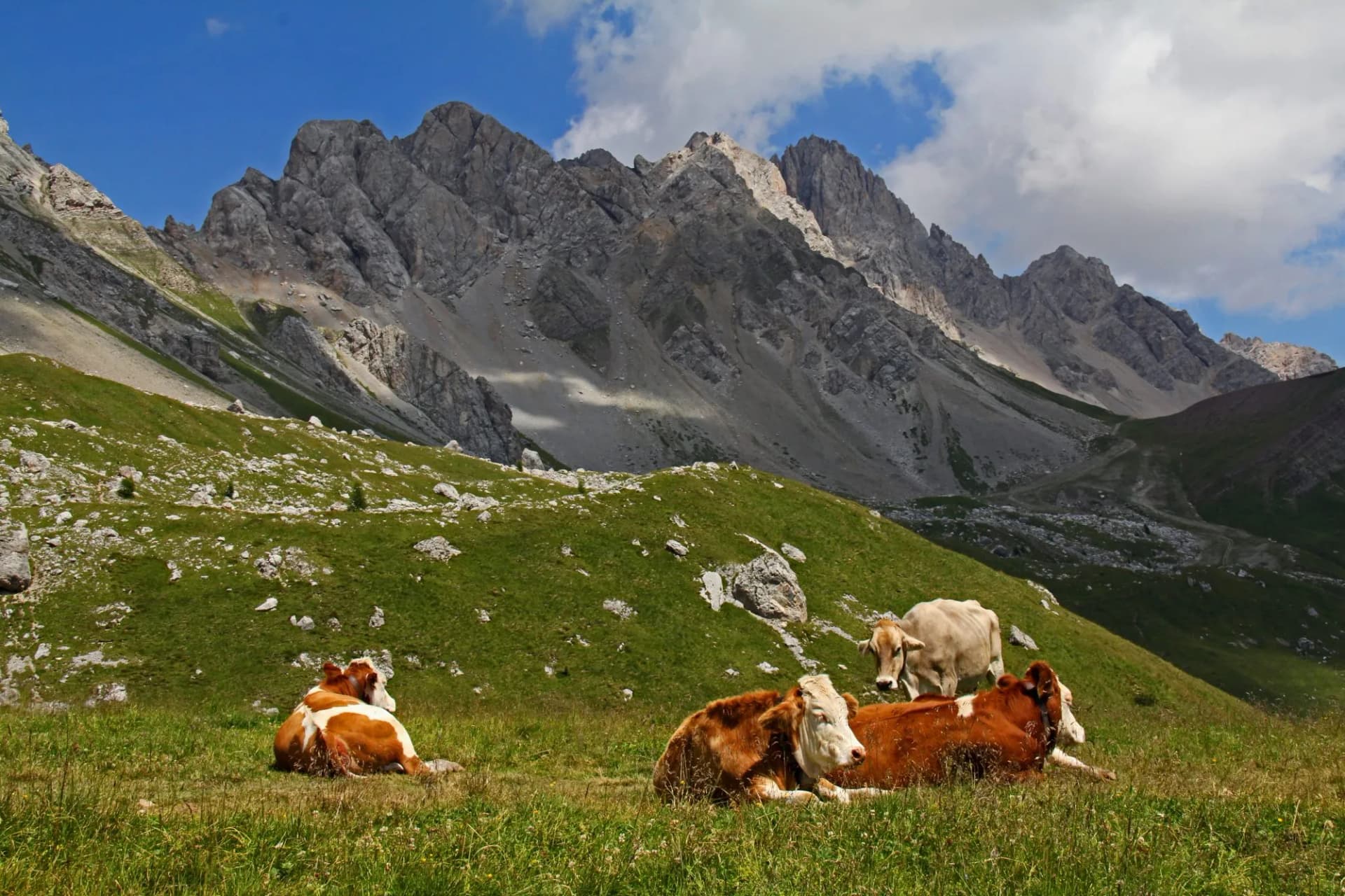 vacche a riposo al Passo San Pellegrino; sullo sfondo la Cima Uomo