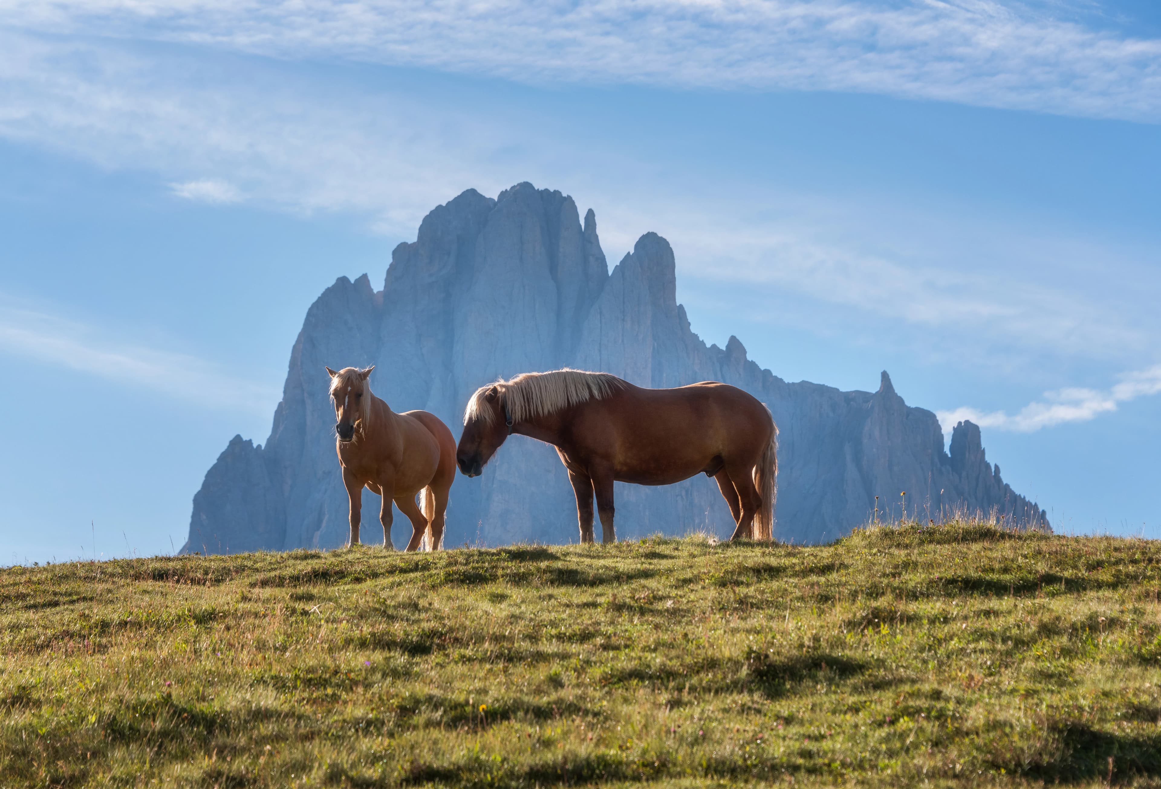 Horses at Alpe di Siusi in the Italian Dolomites