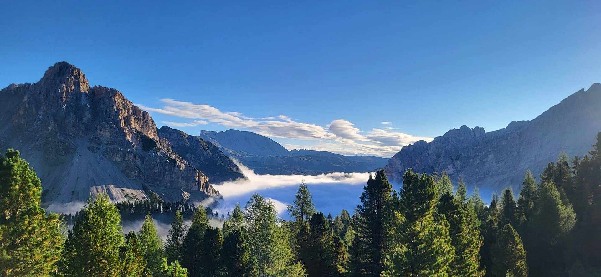 Mountain peaks rising above a sea of clouds with pine forest in foreground
