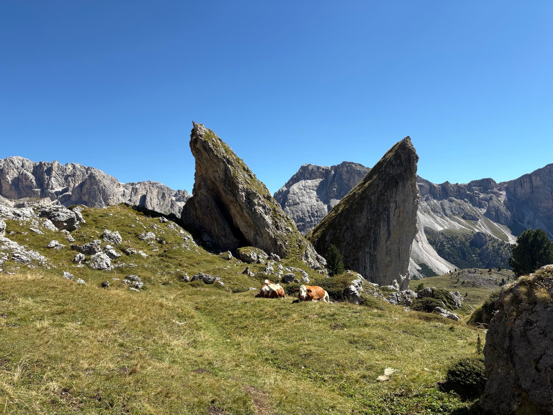 Sharp rock spires on a high alpine meadow with cows resting in the grass under a clear blue sky