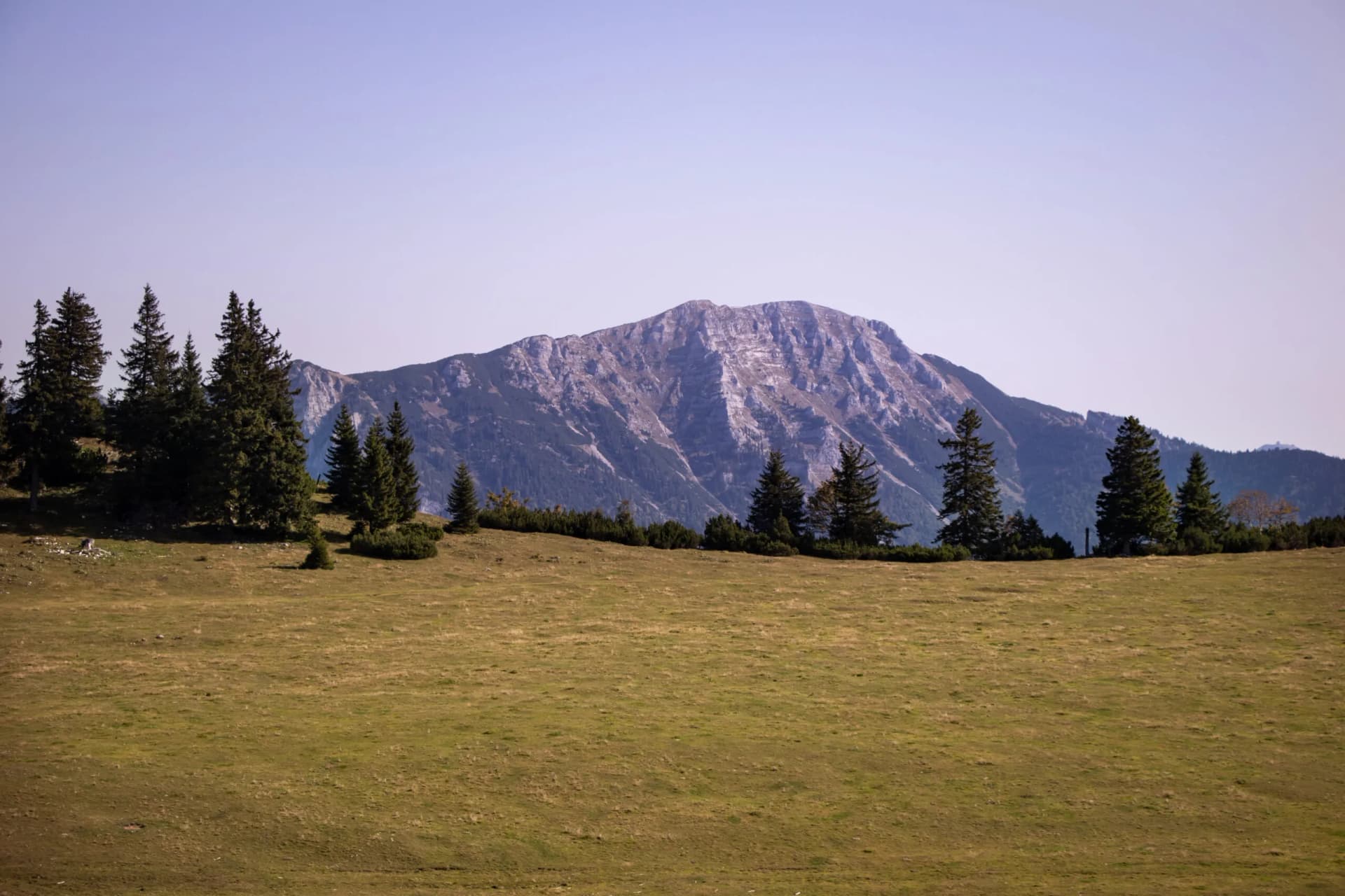 Grassy meadow foreground with pine trees leading to a large, rocky mountain under a pale sky, view of Dürrenstein.