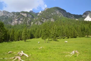 Parco delle Dolomiti Bellunesi