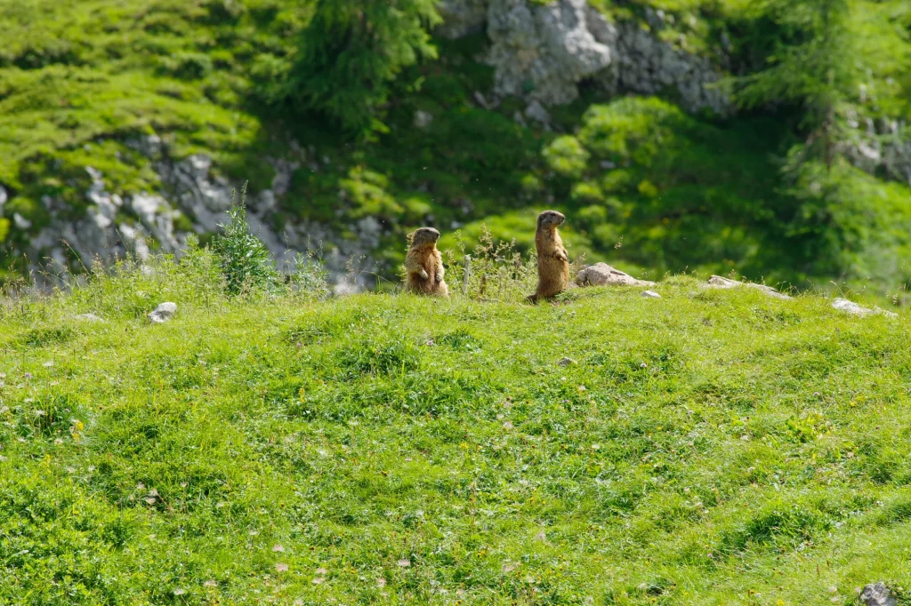 Alpenmarmotten onder Monte Peller