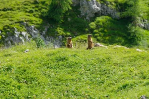 Marmotas alpinas bajo el Monte Peller