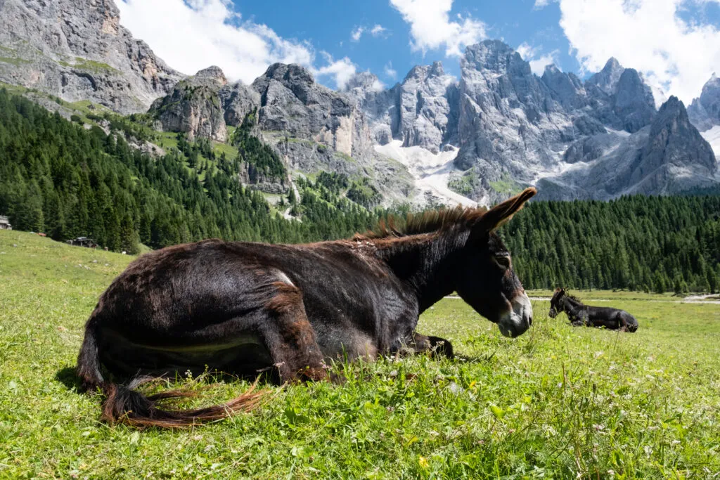 Animals on Passo Rolle