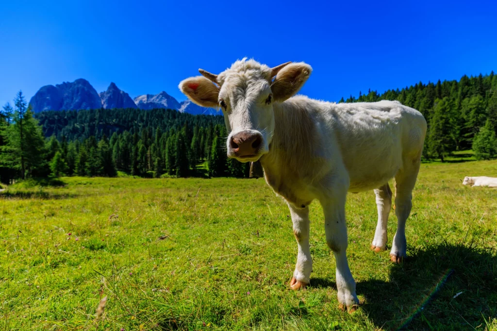 Cow on Passo Tre Croci