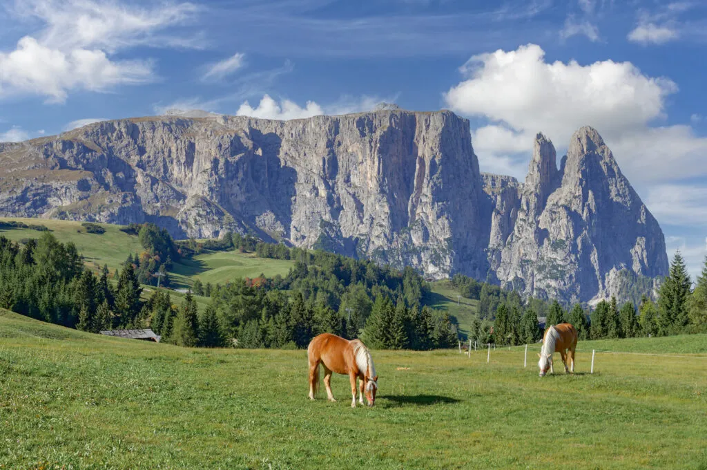 Seiser Alm mit dem Schlern,Südtirol,Italia